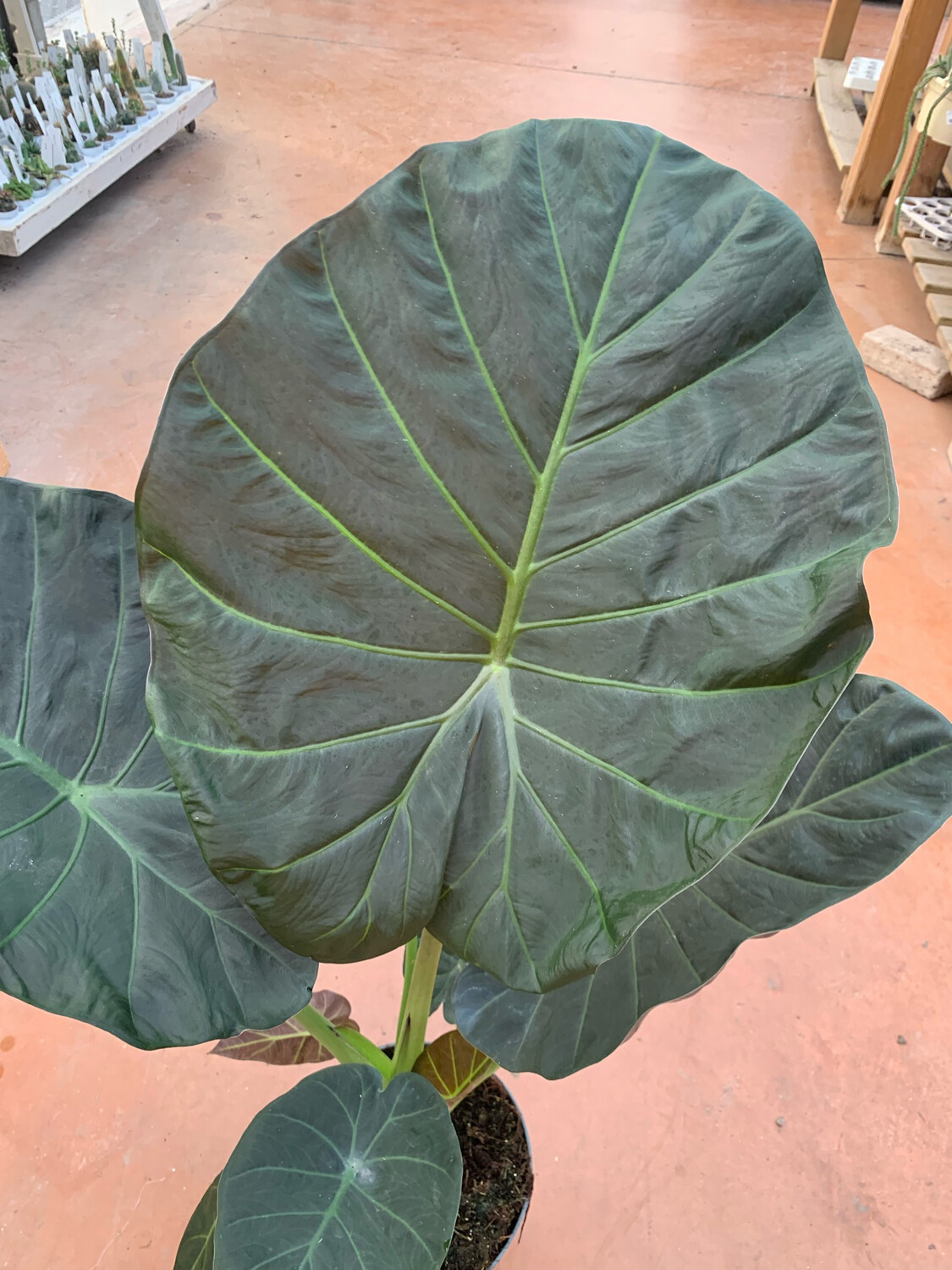 Alocasia 'Regal Shields' - vaso Ø12 cm, h 40 cm