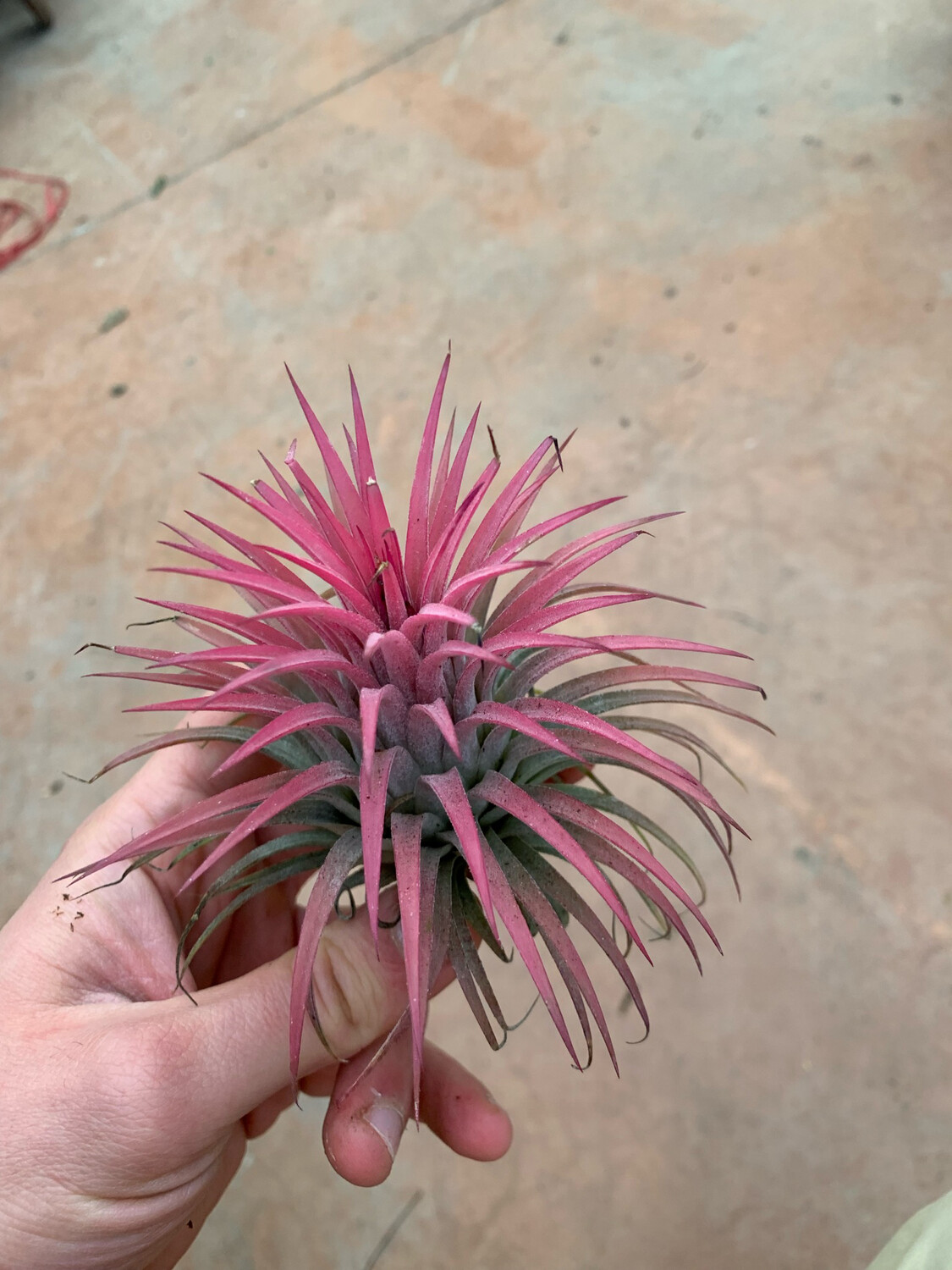 Tillandsia Ionantha Rossa XL