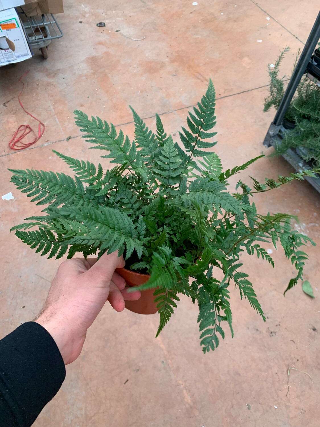 Felce - Athyrium Spicatum vaso 14