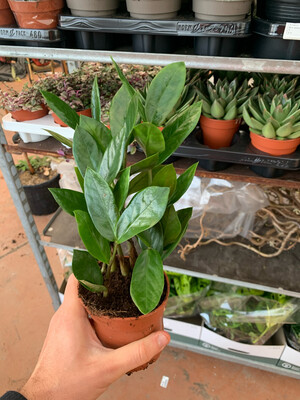 Zamioculcas zamiifolia, gemma di Zanzibar - vaso Ø11 cm, h 35 cm