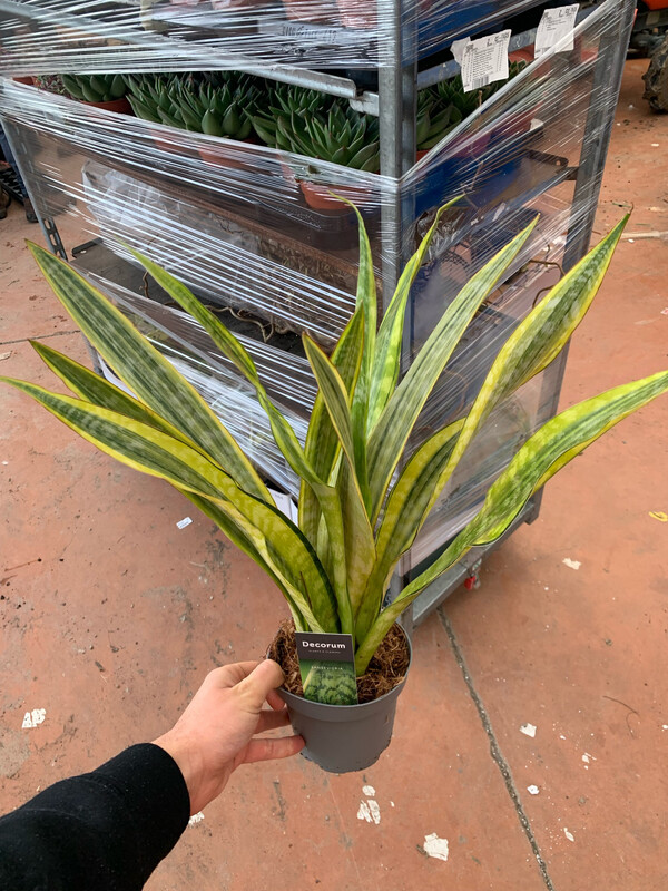 Sanseveria, Sansevieria aubrytiana 'Lauren' - vaso Ø14 cm, h 50 cm