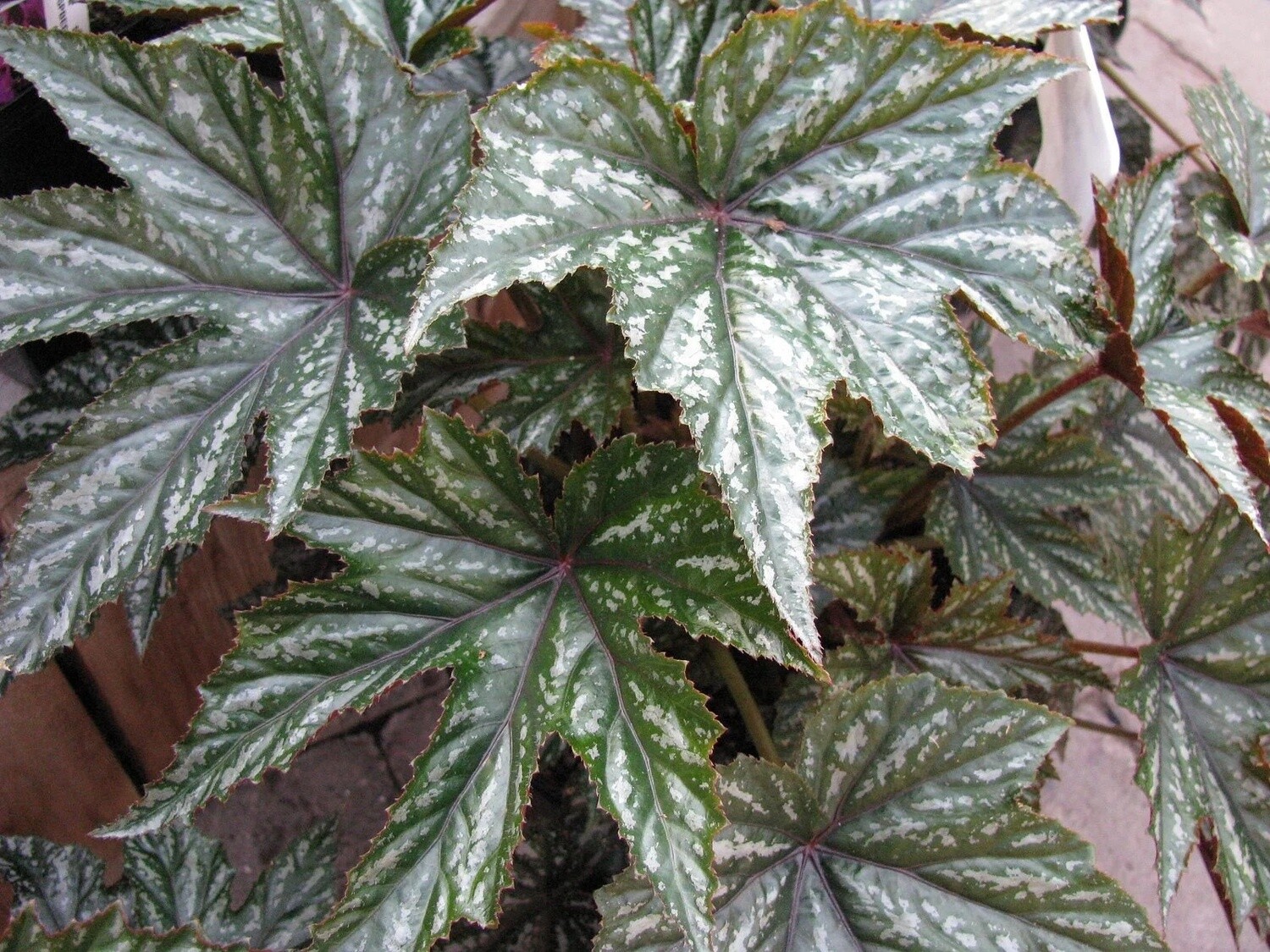 Begonia Gryphon vaso 12