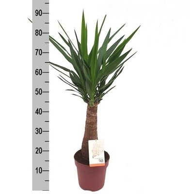 Yucca MAYA Tronchetto-Yucca elephantipes - vaso 21 tronco 65