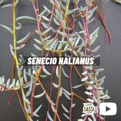 Senecio halianus, Pianta Rosario - basket Ø15 cm