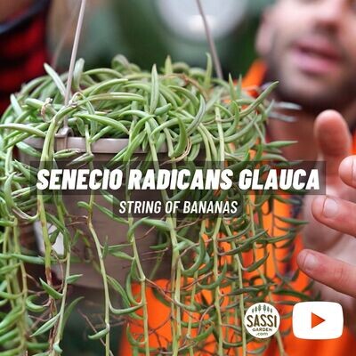 Pianta Rosario, Collana di Banane, Senecio radicans &#39;String of Bananas&#39; - basket Ø15 cm