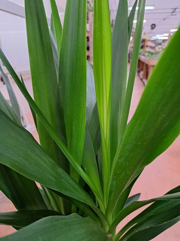Yucca MAYA Tronchetto-Yucca elephantipes - vaso Ø19 cm