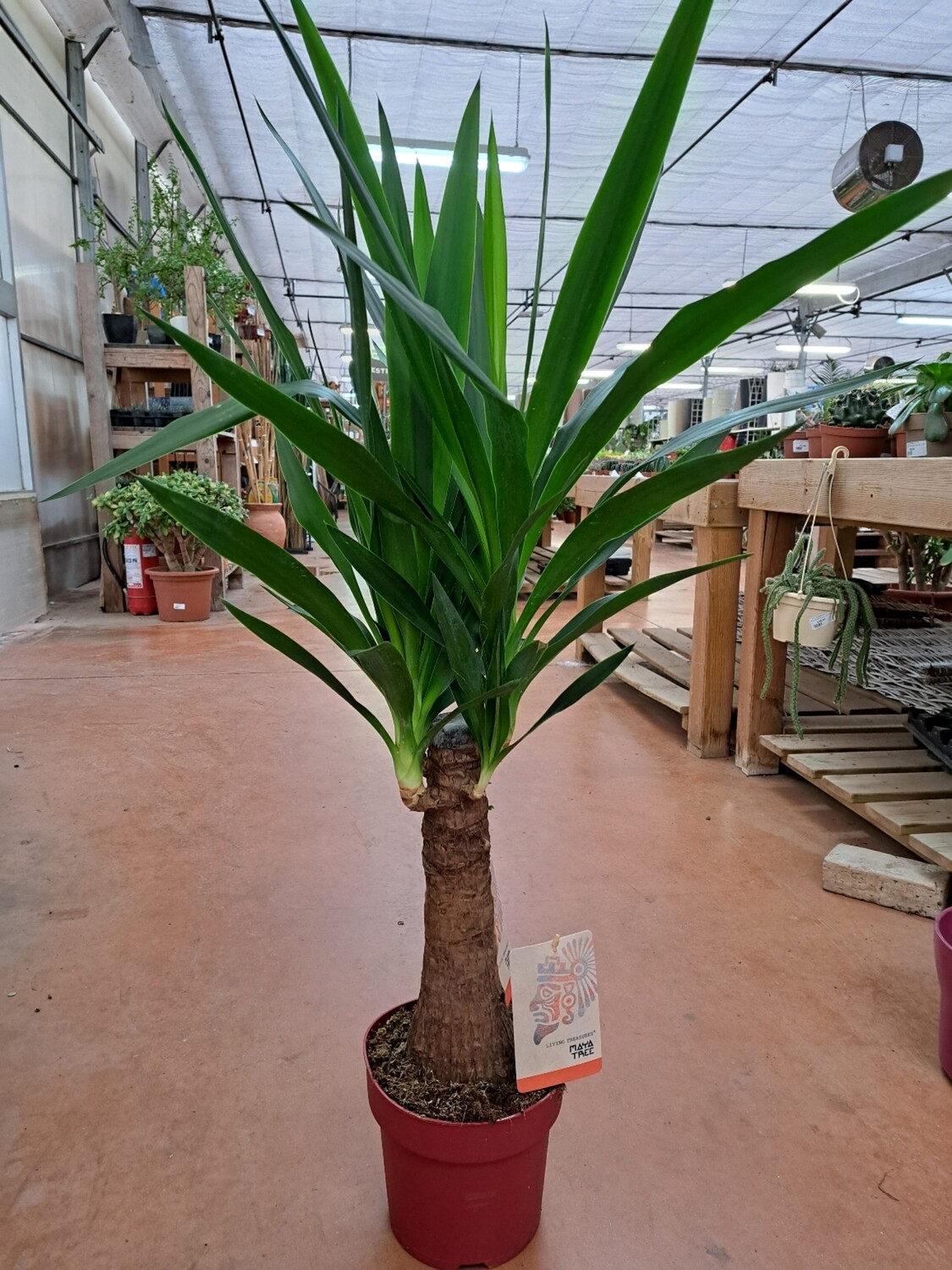 Yucca MAYA Tronchetto-Yucca elephantipes - vaso Ø21 cm tronco 65