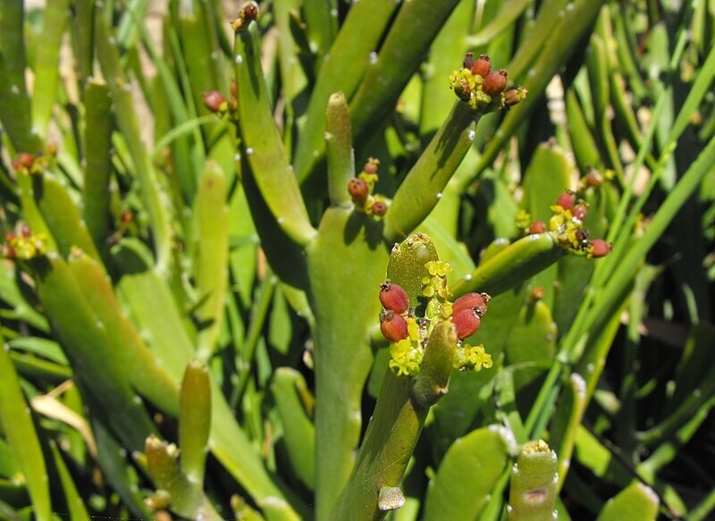 Euphorbia xylophyllodes - Euforbia - vaso 10.5