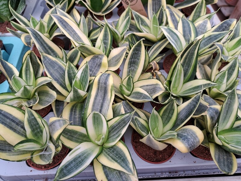 Sansevieria trifasciata &#39;Golden Hahnii Edge&#39; - vaso Ø6 cm