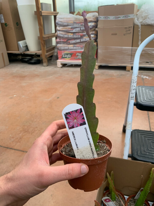 Lingua di suocera, Epiphyllum &#39;Marsellaise&#39; - vaso Ø10,5 cm (fiore bianco/rosa/fucsia)