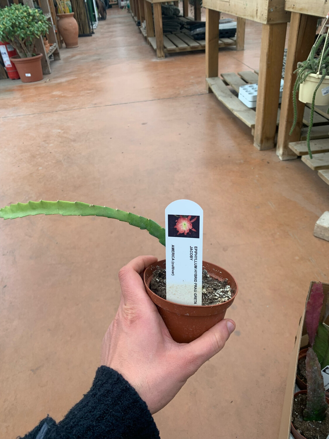 LINGUA DI SUOCERA EPIPHYLLUM Vaso Cm 10,5 CALISTO (fiore Bianco - 3