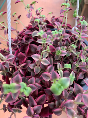 Crassula Marginalis ricadente - basket Ø20 cm