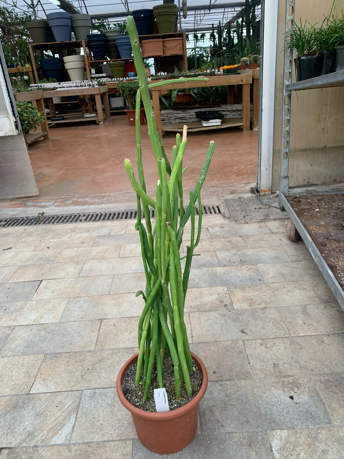 EUPHORBIA SIPOLISI VASO 22