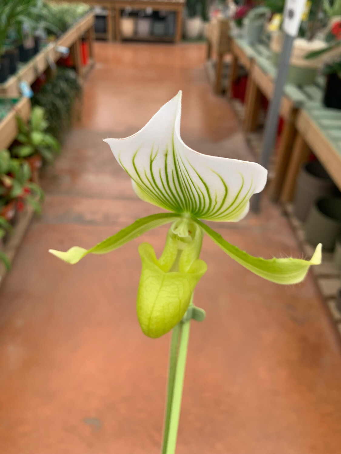 Paphiopedilum X Maudiae, Orchidea, Scarpetta di Venere - vaso Ø9 cm