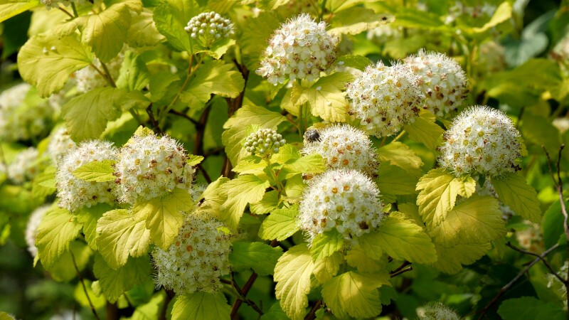 Physocarpus opulifolius &#39;Angel Gold&#39; - vaso Ø17 cm