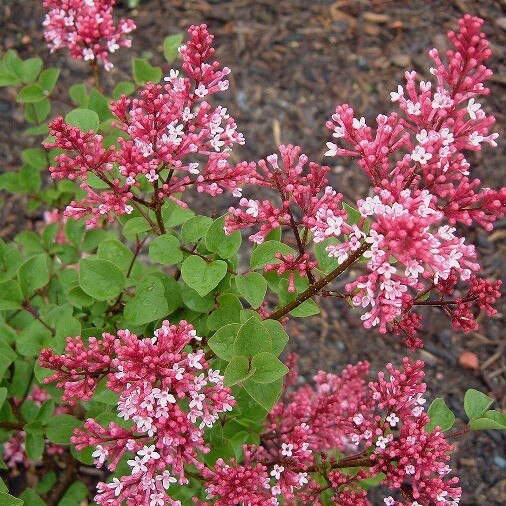 Serenella, Syringa x josiflexa &#39;Josee&#39;, Lillà - vaso Ø19 cm