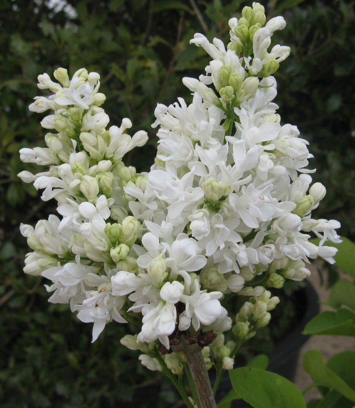 Serenella, Syringa vulgaris &#39;Madame Lemoine&#39;, Lillà comune - vaso Ø17 cm