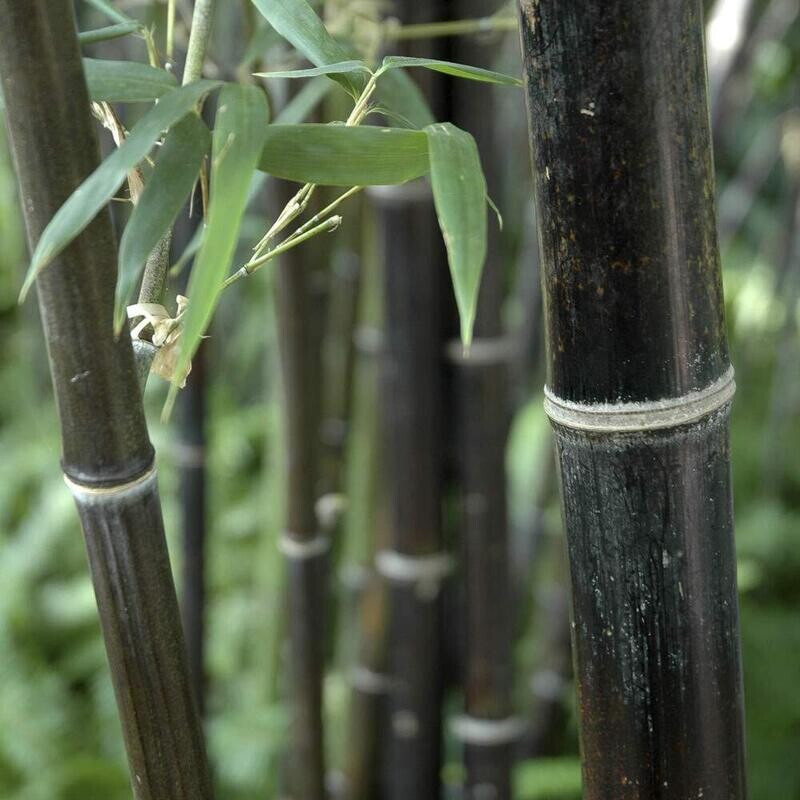 Bamboo, Bambù Nero, Phyllostachys Nigra - vaso Ø24 cm, h 150-170 cm ( montec )