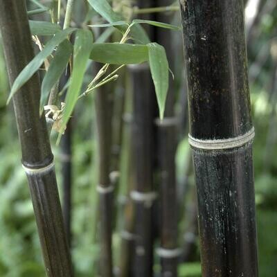 Bamboo - Bambù Nero - Phyllostachys Nigra - vaso Ø24 cm, h 150-170 cm