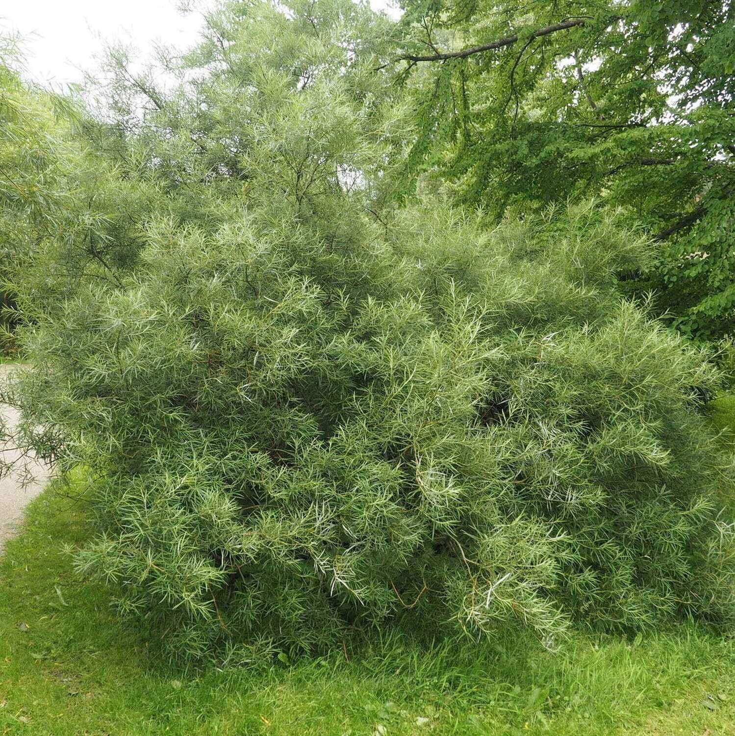 Salix Eleagnos, Salice dell&#39;olivastro - Alveolo forestale, h 80-100 cm