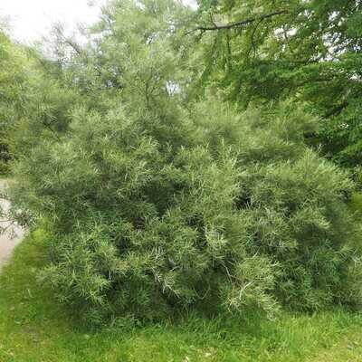 Salix Eleagnos, Salice dell&#39;olivastro - vaso Ø18 cm h 50