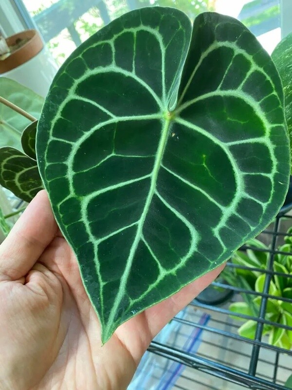 Anthurium clarinervium - vaso Ø10 cm