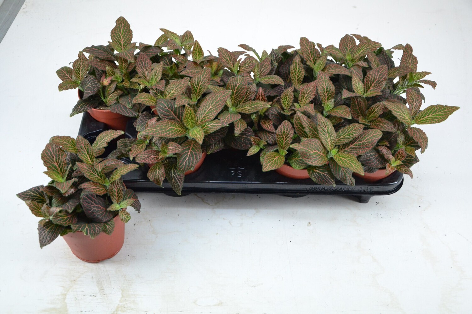 Fittonia &#39;Mistral&#39; - vaso Ø8 cm