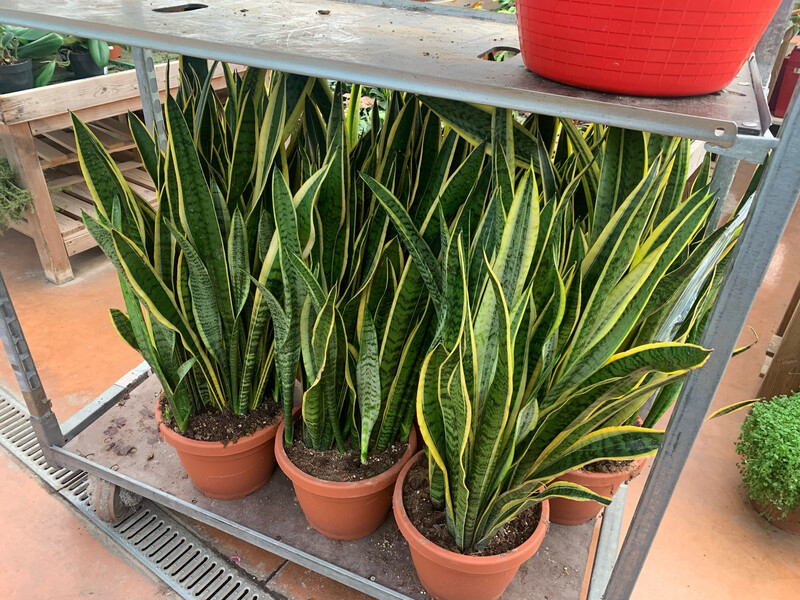 Sansevieria trifasciata &#39;Laurentii&#39;, Sansevieria Laurentii, Lingua di Suocera, Pianta serpente, Snake Plant - vaso Ø30 cm, h 90 cm