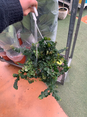 Ficus pumila var. repens - basket Ø17 cm