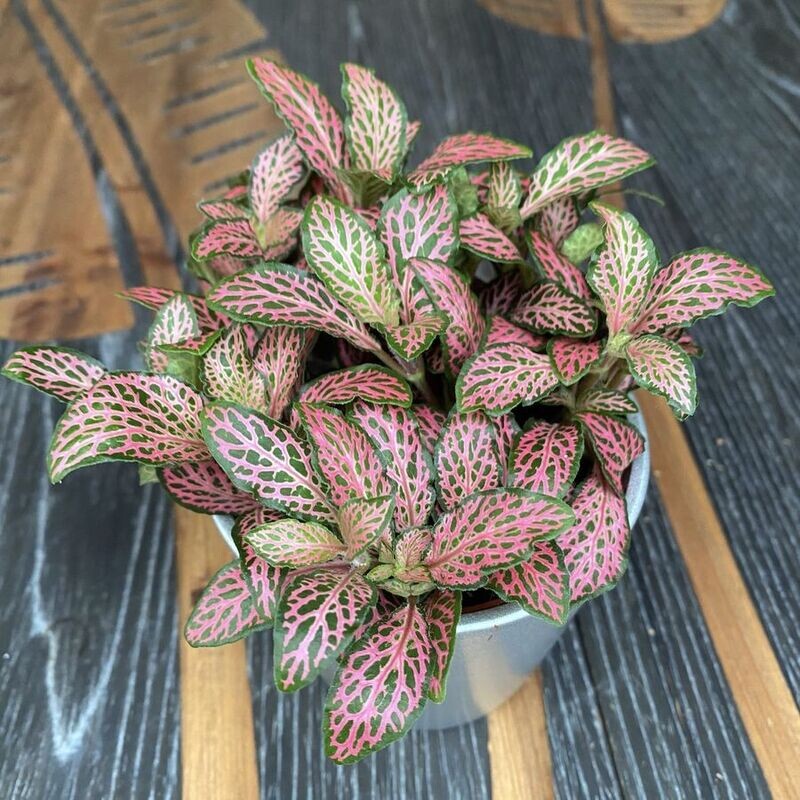 Fittonia 'Mistral' - vaso Ø12 cm