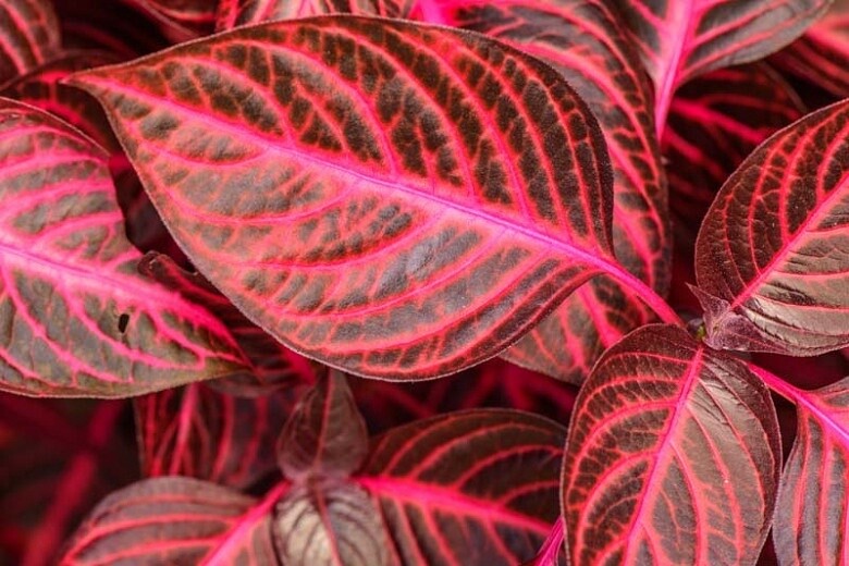 Iresine herbstii &#39;Bloodleaf&#39;, Pianta Bistecca - vaso Ø6 cm