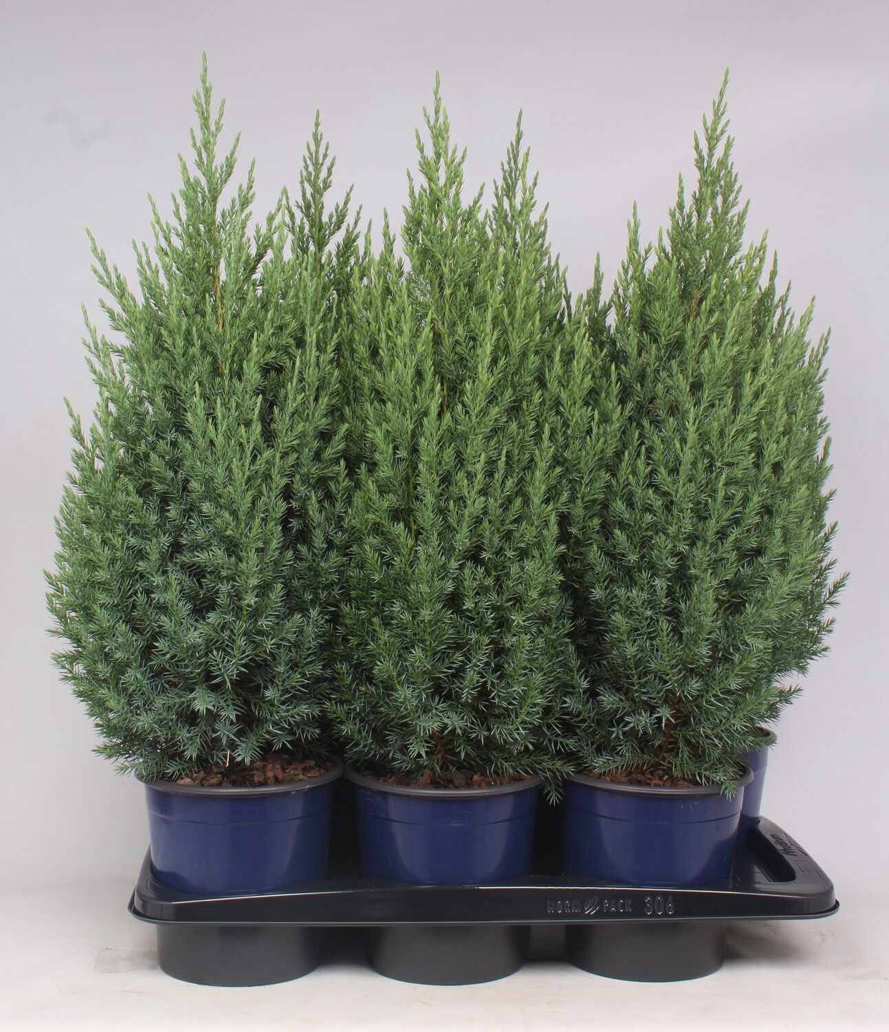 Juniperus chinensis &#39; Stricta &#39; - Ginepro cinese &#39;Stricta&#39; - vaso 18 cm