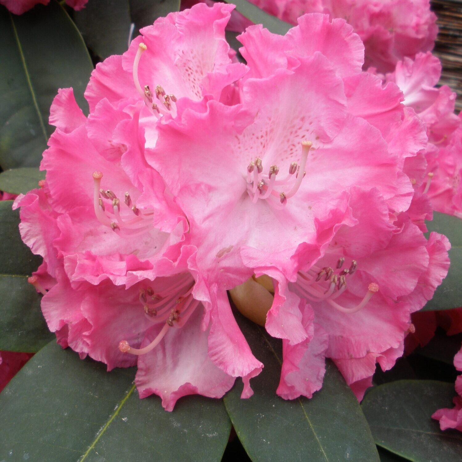 Rhododendron " Germania Sense" - Rododendro - vaso 23