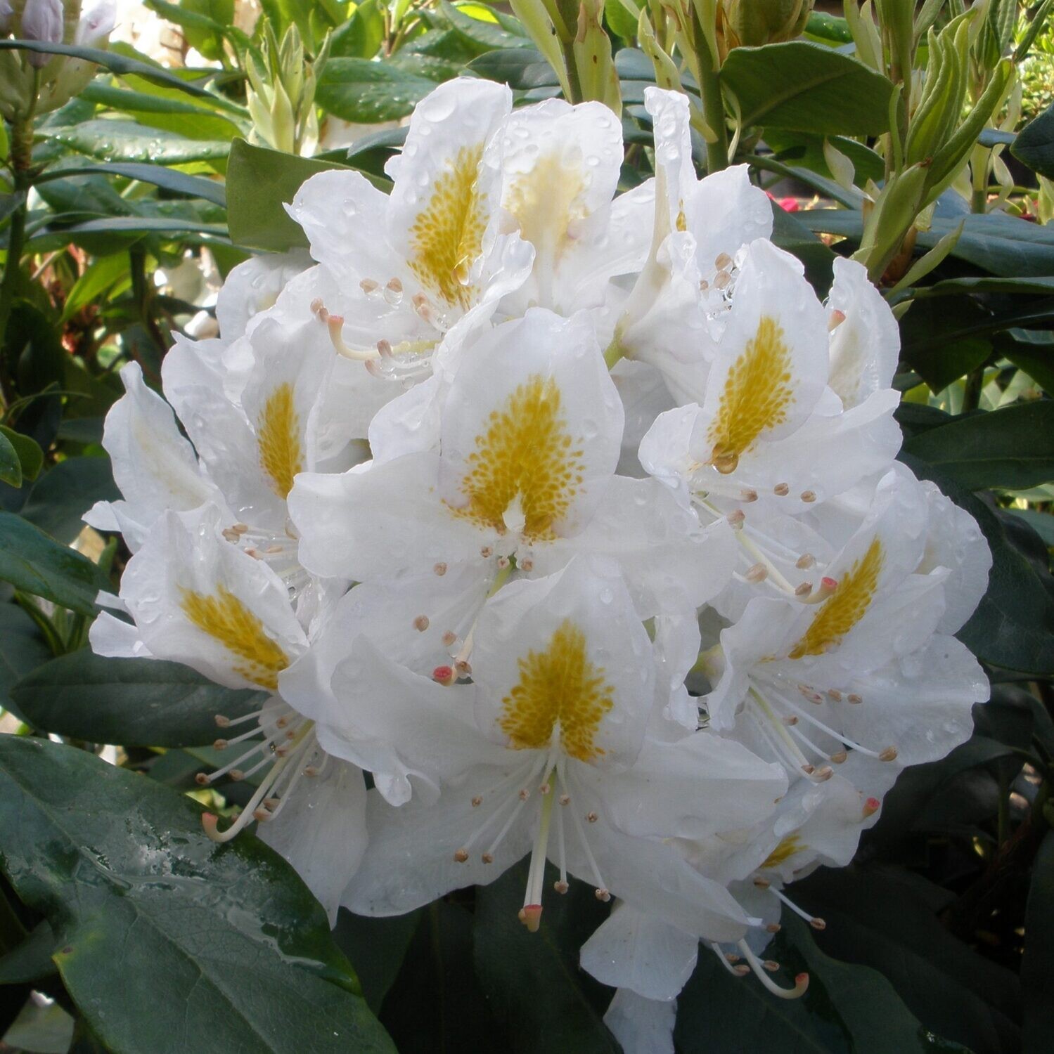 Rhododendron " Madame Masson " Rododendro vaso 23