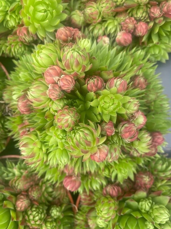 Sempreverdi, Semprevivo, Sempervivum &#39;Herta&#39; - vaso Ø11 cm