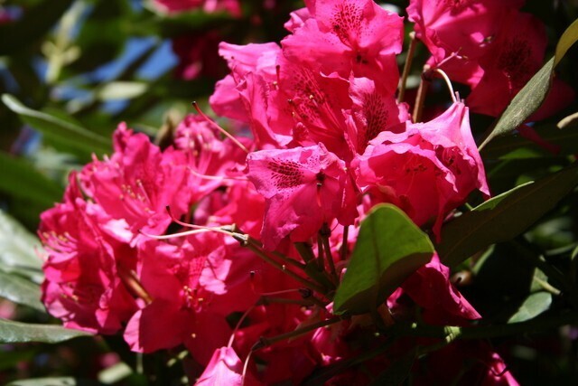 Rhododendron " Nova Zembla " - Rododendro - vaso 23