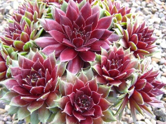 Sempervivum Corsair Corser Sempreverdi Rosette - vaso Ø11 cm