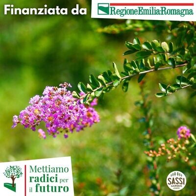 MRPF- Lagerstroemia indica, Mirto crespo - ALBERO IN VASO CF BASSO  H 20/25cm - FIORE ROSA CARICO (sioux velour)