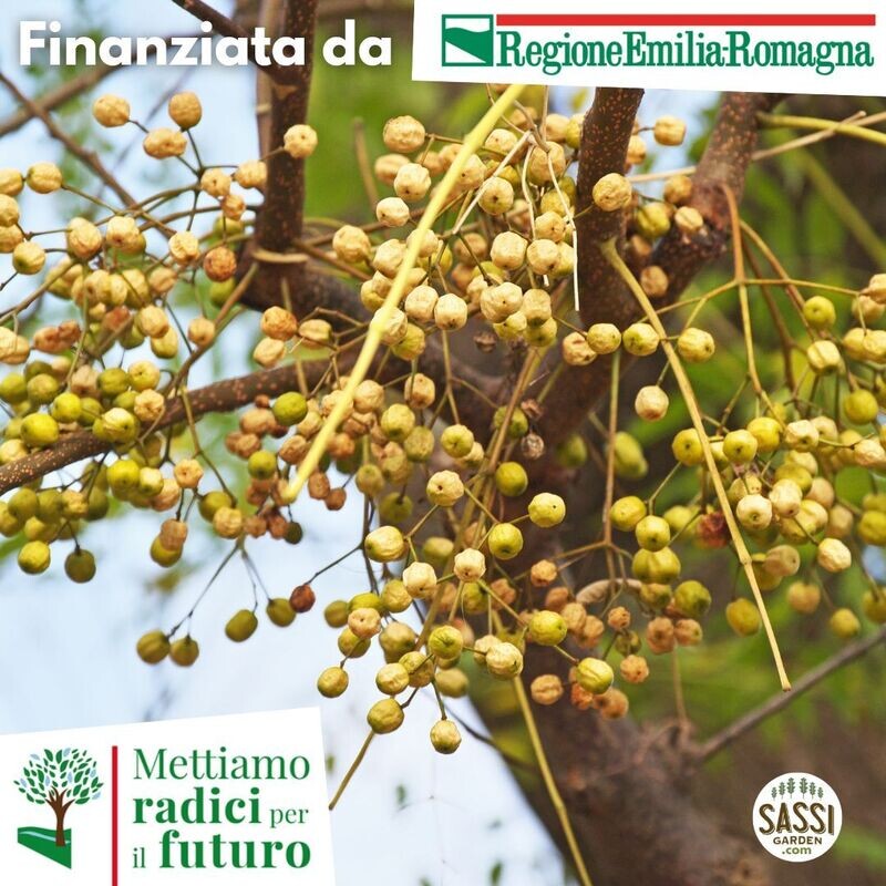 MRPF Melia azedarach, Melia australis, japonica, sempervivens, Albero dei rosari, paternostri, paternostro, Mindi - alveolo forestale - ALBERO ALTO H&gt;1,5mt