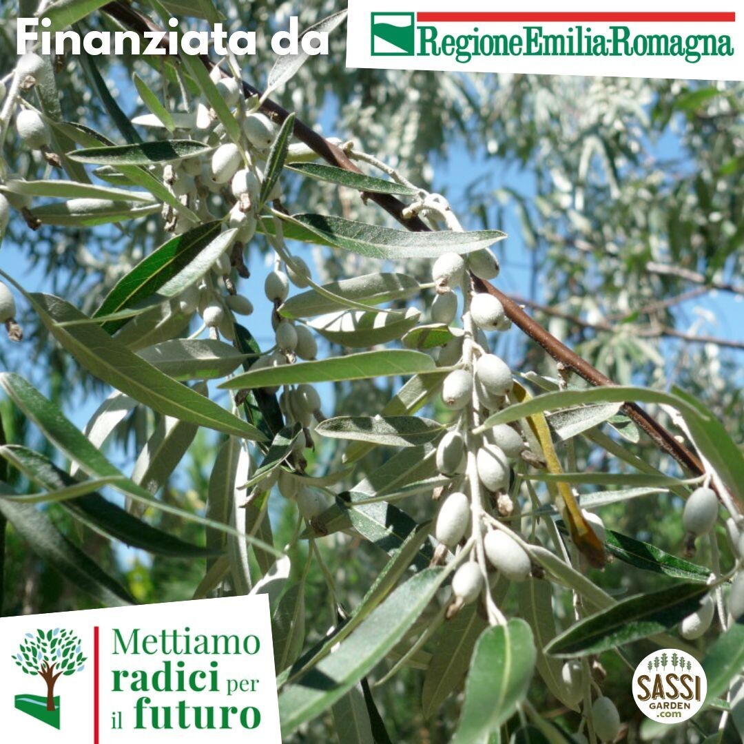 AGR - Elaeagnus angustifolia, Olivo di Boemia/ Olivo russo - ALBERO ALTO H>1,5mt
