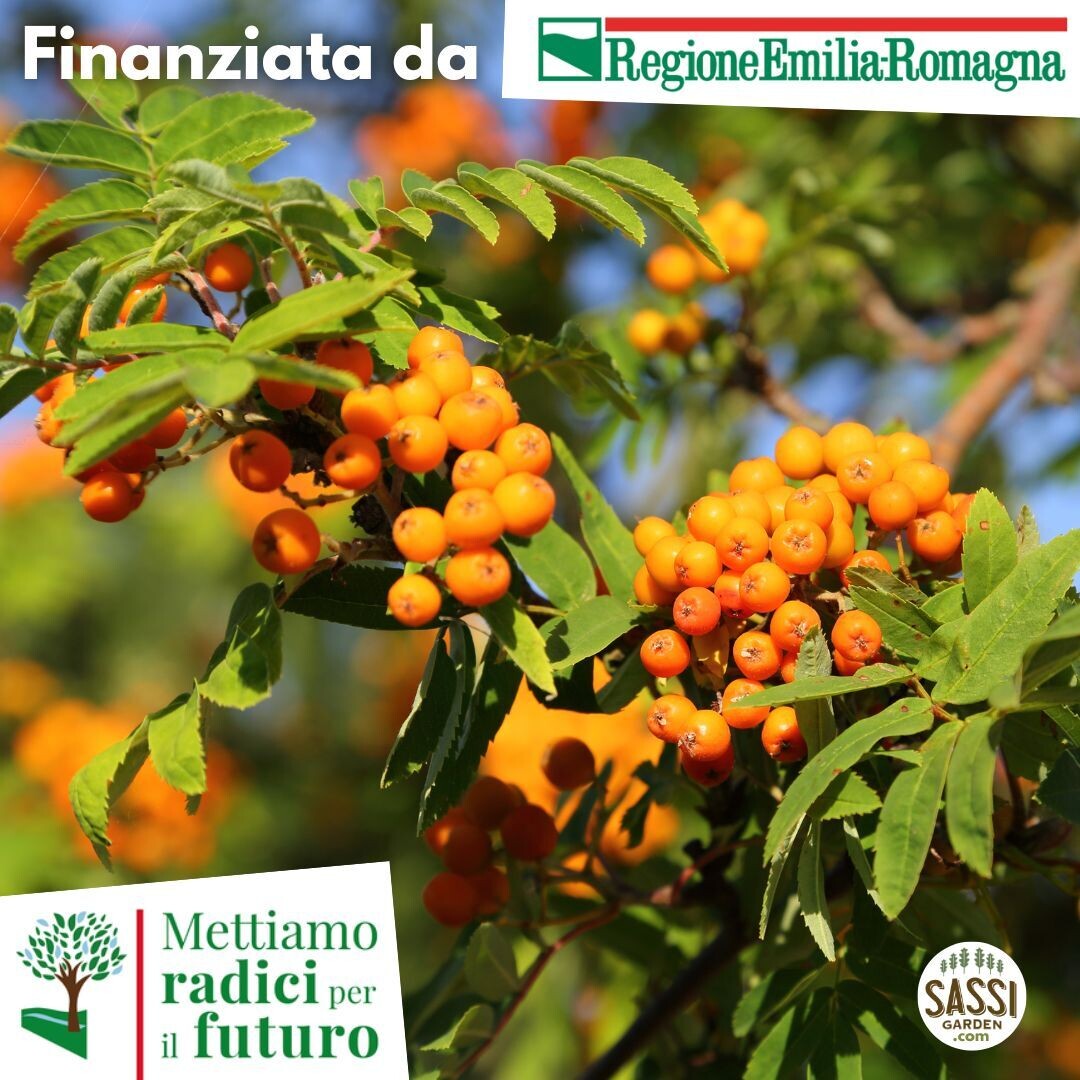 AGR - Olivello Spinoso, Hippophae Elaeagnus rhamnoides - arbusto, pianta a radice nuda