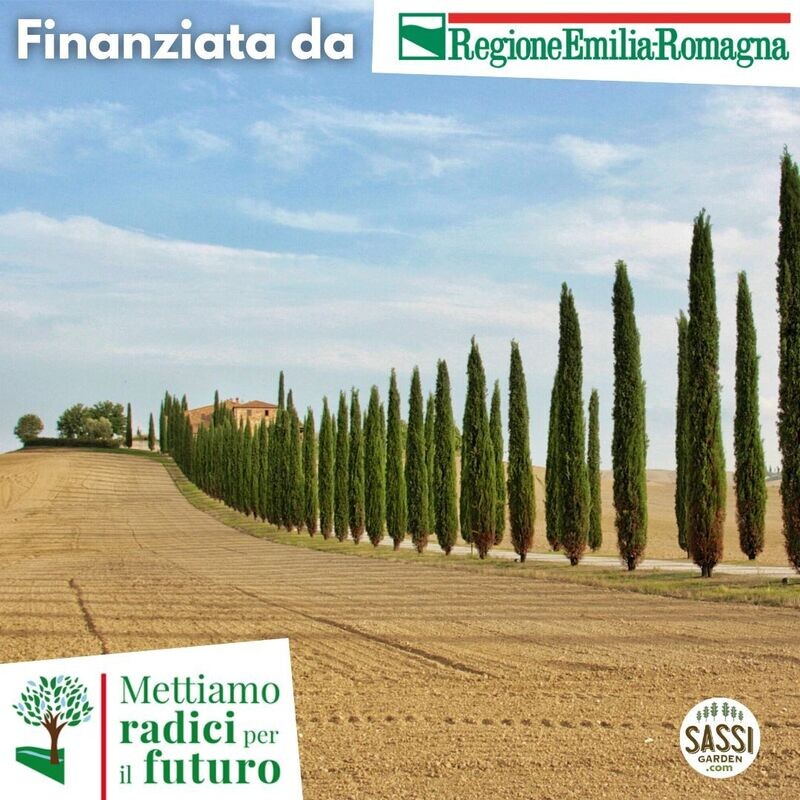 MRPF - Cupressus sempervirens, Cipresso Toscano/Cipresso Mediterraneo/Cipresso Comune - ALBERO IN VASO CF BASSO  H 30-35cm
