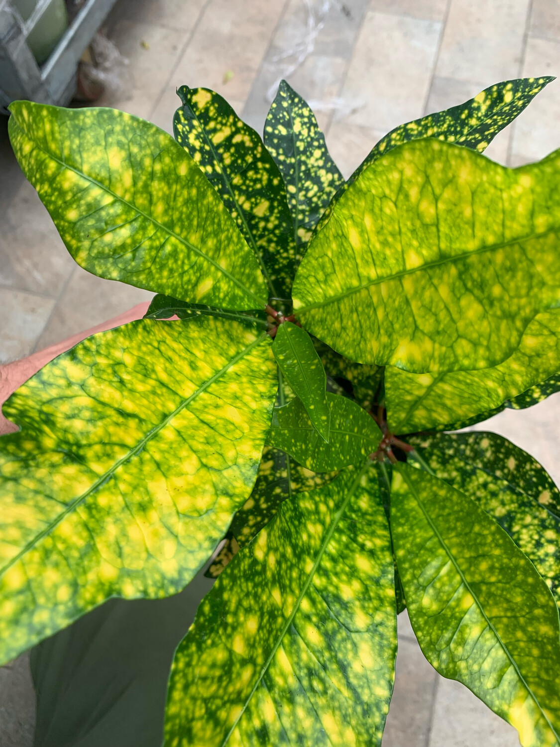 Croton Codiaeum variegatum &#39;Gold Sun &#39; vaso Ø 10 cm