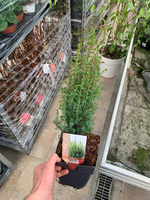 Juniperus communis Arnold, Ginepro - vaso Ø18 cm