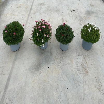 Saxifraga x arendsii - vaso 13