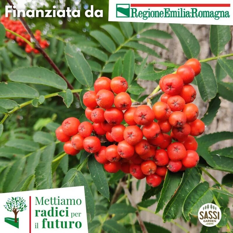 MRPF Sorbus aucuparia, Sorbo degli uccellatori -ALBERO IN VASO ALTO&gt; 1,5 m