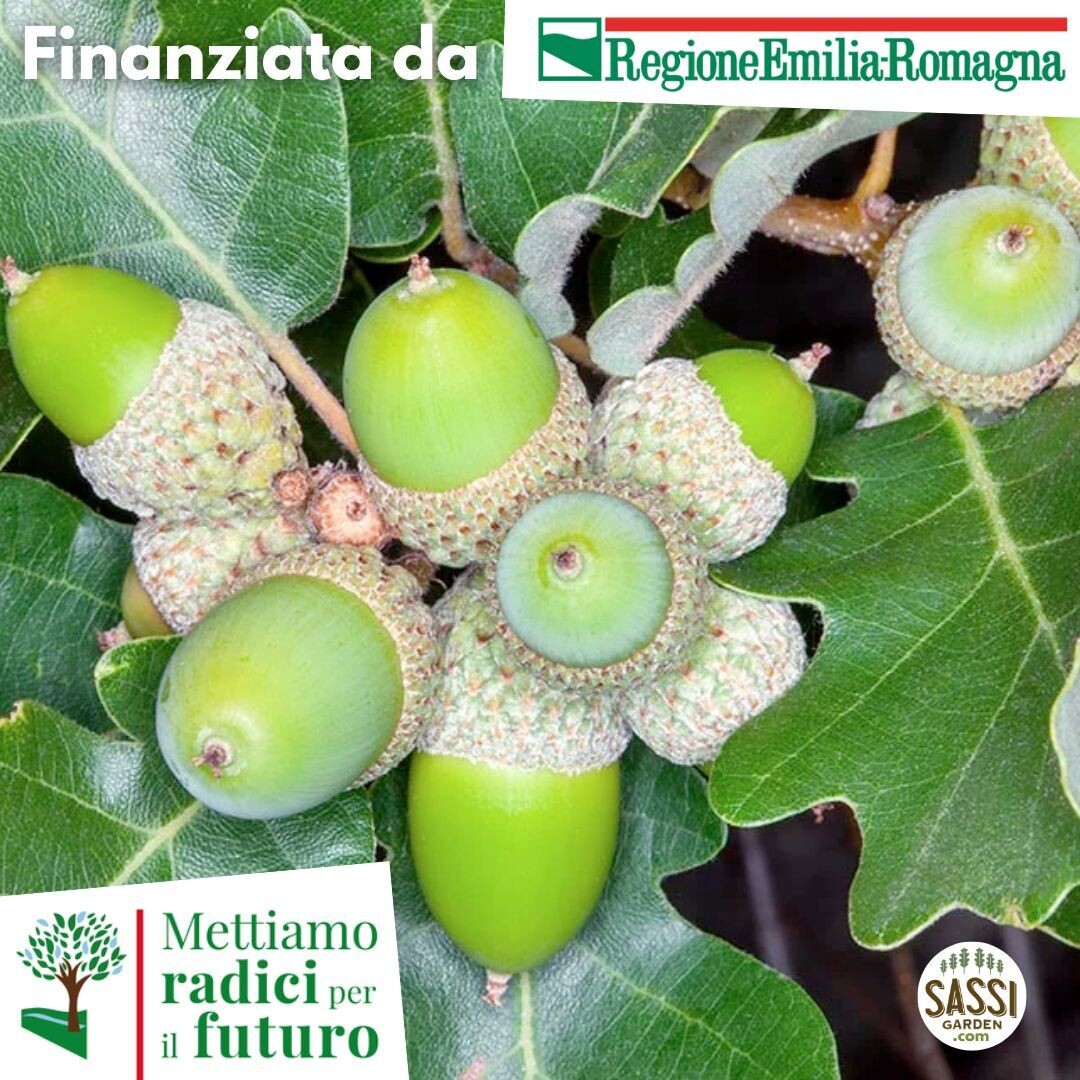 Quercus pubescens, Roverella, Quercia - vaso 2 litri