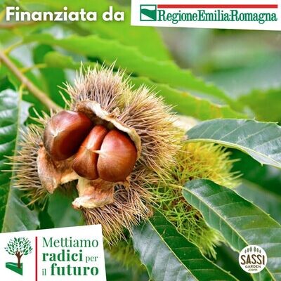 MRPF Castanea sativa, Castagno Europeo - ALBERO BASSO h 30 cm alveolo MRPF Castanea sativa, Castagno Europeo - ALBERO BASSO h 30 cm alveolo