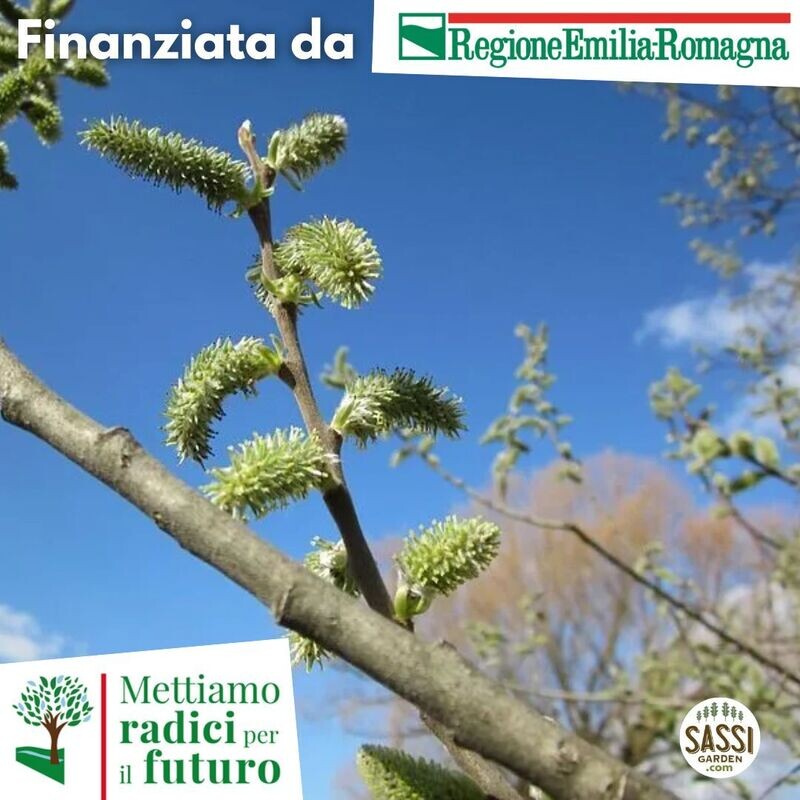 MRPF Salix Cinerea Salice Grigio - ALBERO IN VASO ALTO&gt; 1,5 m