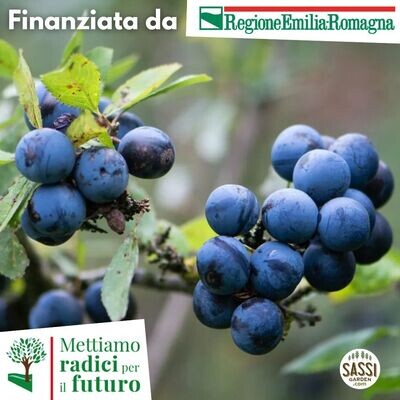 MRPF Prunus spinosa, Prugnolo selvatico  ARBUSTO IN VASO CONTENITORE FORESTALEH 40-50